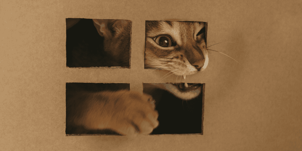 Cargo Cabbie Reuse Boxes #2 Build Cat House