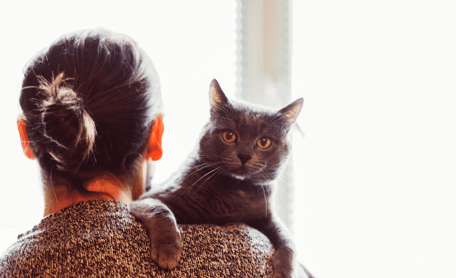 June Blog 2 (900 × 550 px) (1) moving cats