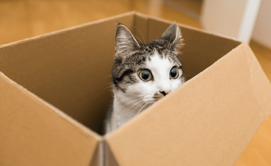 June Blog #4 cat in a moving box